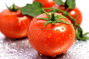 Polvo de tomate a granel, precio más barato en Vietnam - Product Image 6