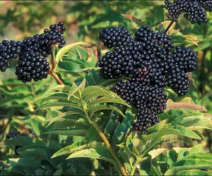 निर्माता बुल्गारिया से Elderberry फल और पाउडर