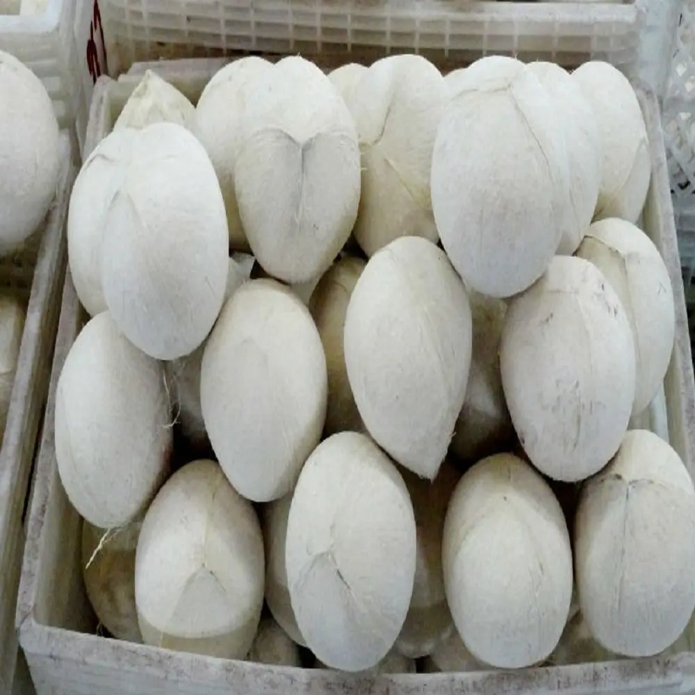 タイからの新鮮な若いココナッツ