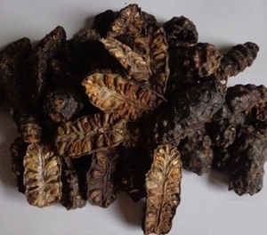 Cápsulas de Noni de Alta Calidad de Vietnam, Fruta Noni, Mejor Precio, Sophie - Product Image 6