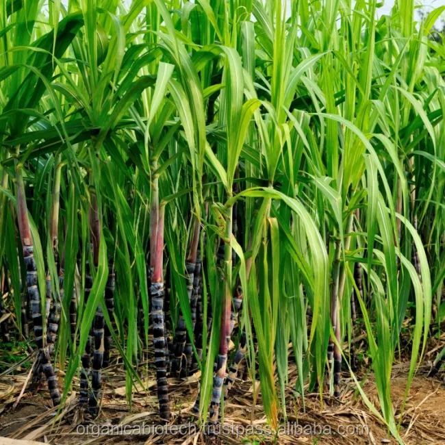 High performance bioproduct for sweeter sugarcane harvester in Bangladesh