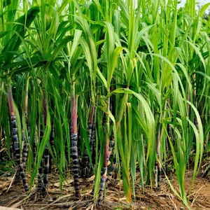 방글라데시에서 달콤한 사탕 수수 수확기를 위한 고성능 bioproduct