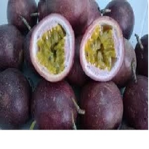 Pulpa de fruta de la Pasión, precio competitivo - Product Image 5