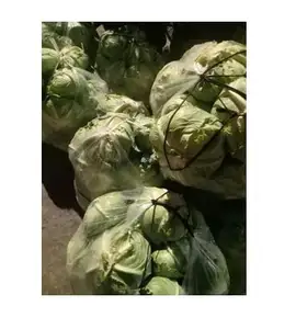 Thu hoạch Bắp Cải Trắng xanh hữu cơ lớn có nguồn gốc ở Việt Nam - Product Image 1