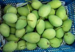 มะม่วงแคทชู/ มะม่วงสด - Product Image 6