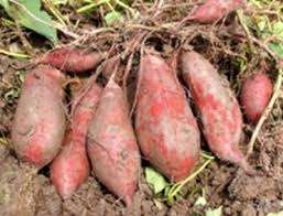 Batata natural/batata recién hecha en Vietnam - Product Image 3