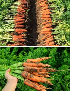2022ผักแครอทแครอทสีแดงแบบใหม่ - Product Image 3