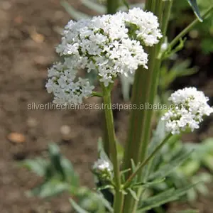 Dầu Valerian Nguyên Chất 100% Bán Chạy