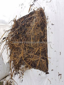 Heno de alfalfa alta proteína húmedo baled - Product Image 4