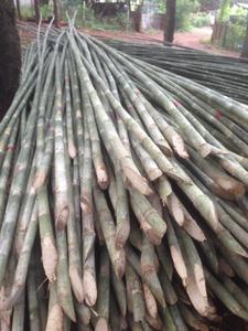 เสาไม้ไผ่ TAM VONG ธรรมชาติ - Product Image 3