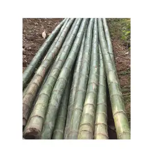 Varas de bambu agricultura para venda (whatsapp: + 84 845 639 639)