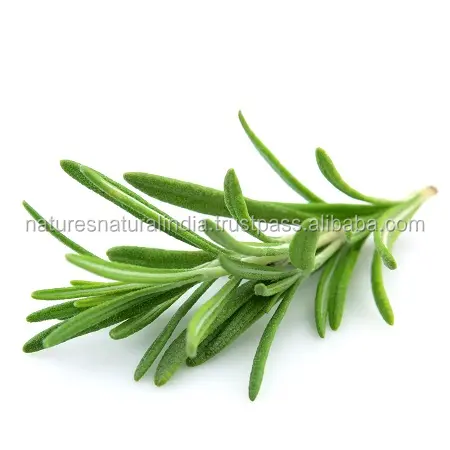 Rosemary Oil (Rosmarinus officinalis) - Essential Oil Bulk Exporter in India