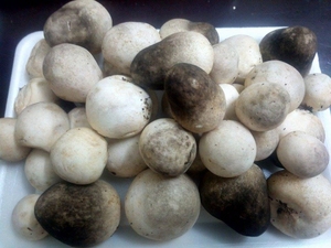SETA ENCAJADA/PAJA ENCAJADA SETA SAL DE ALTA CALIDAD - Product Image 5