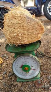 การส่งออกมะพร้าวแห้งจำนวนมาก-ราคาถูก-ผู้จัดจำหน่ายเวียดนาม-Ms.holiday - Product Image 5