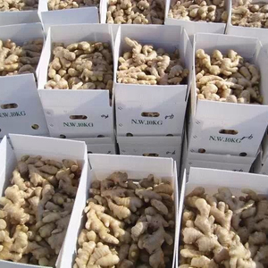 GINGEMBRE FRAIS - Product Image 2