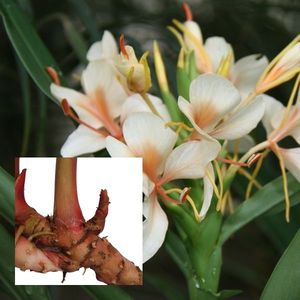 น้ำมันหอมระเหยเฮดิชิอัมออร์แกนิคแท้ เกรดอโรมาเธอราพีธรรมชาติ จำหน่ายส่งจำนวนมาก - Product Image 3