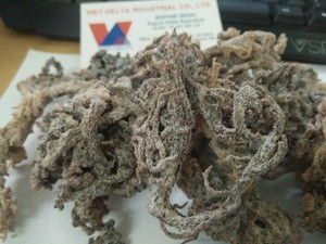 สาหร่ายสปินโนซัม/ยูเซอุมะคอตตอน2 - Product Image 6