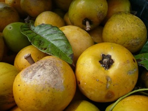 ข้อเสนอผลไม้ lucuma ออร์แกนิกจากเวียดนาม - Product Image 3