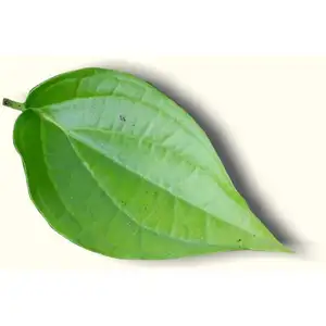 GMP/ISO Approved 100% Pure Aroma Grade Betel Leaf Essential Oil Supply for aromatic Diffuse and Other Industry Uses