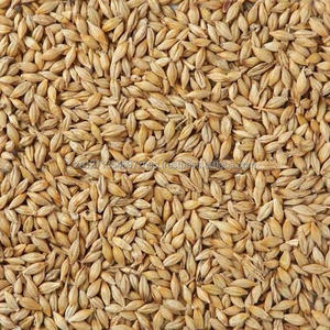 Alimento de Cebada de Alta Calidad para Ganado y Consumo Humano, Empaque de 25 kg/bolsa, Grado 1, Alimento para Animales - Product Image 1