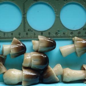 Canh Tác Nấm Lúa Đóng Hộp Nguyên Hộp/Thái Lát - Product Image 1