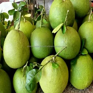 أخبار-POMELO الطازجة من فيتنام!