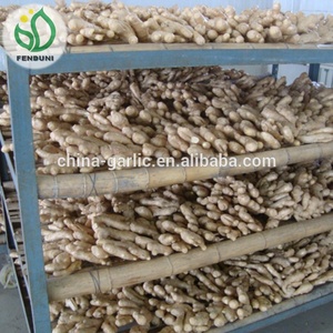 Đặc Điểm Gừng Tươi Và Khô (Thị Trường Anh) - Product Image 4