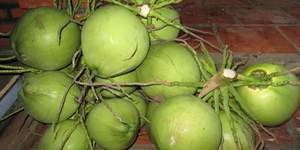 Vente flash du Vietnam - Noix de coco jeune fraîche / Noix de coco verte - Ms: Holiday - Product Image 5