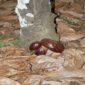 Nutriments promouvoir microbes pour fèves de cacao - Product Image 1