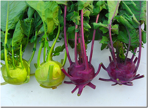 Tím kohlrabi/kohlrabi/cải bắp cải - Product Image 5