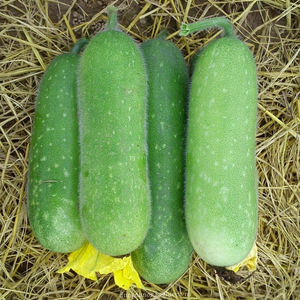 แตงโมขายส่งจำนวนมาก - Product Image 4