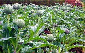 Vietnamese <b>Fresh</b> Artichoke High Quality <b>Fresh</b> <b>Vegetables</b> - Product Image 5