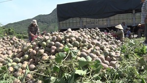 VENTA DE CALABAZAS DE VIETNAM DE ALTA CALIDAD - Product Image 5