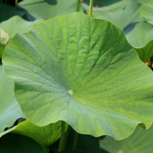 Loto seco - Product Image 1