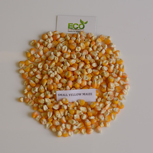 Exportador de Maíz Amarillo Seco para Consumo Humano y Animal, Alimento para Animales con Alto Contenido de Proteínas, Envasado en Bolsas - Product Image 4