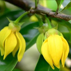 Aceite esencial de Cananga (Ylang) 100% puro y natural, aceite de aromaterapia sin diluir para la piel, el cabello y la relajación, al por mayor - Product Image 5