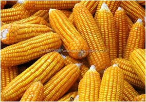 Maïs sucré pour la vente en gros/Noyau de maïs sucré VietNam - Product Image 3