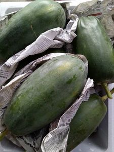 มะละกอแดงสดจากเวียดนาม ราคาถูกจากฟาร์มโดยตรง - Product Image 5