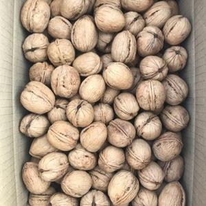 Organic <b>Walnuts</b> in <b>Shell</b> and Kernel Raw Dried High Quality Grade a - Product Image 2