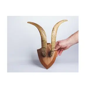 Cuernos de cabra de animales de nuevo diseño a la venta