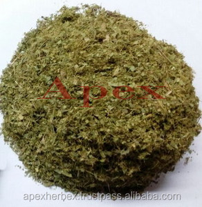 Feuilles de Cassia Alata coupées en T, brosse à bougie en feuilles de Cassia Alata - Product Image 6