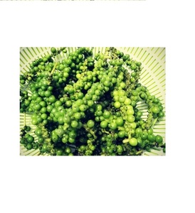 Pimiento Verde Orgánico para Cocinar en Estilo Vietnamita - Product Image 2