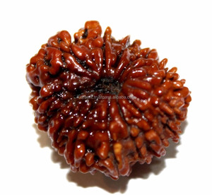 13 Mukhi Rudraksha Energized Bead Nepal Origin Rudra Gems 22mm Marrón Certificado NP - Product Image 1