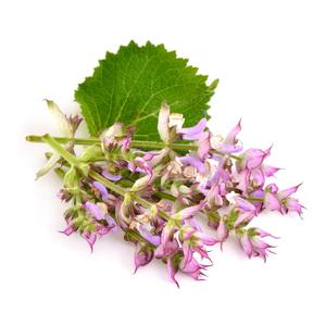 Aceite Esencial de Salvia Clary 100% Puro, Extracto Orgánico de Flor y Hoja, Destilado al Vapor, Hidratante, Aclarante para la Piel, Certificado GMP - Product Image 4