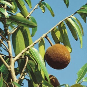 Mejor venta al por mayor 100% Natural puro Hydnocarpus Wightiana Chaulmoogra prensado en frío orgánico portador aceite cuidado de la piel hidratante - Product Image 5