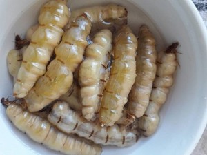 LA MEILLEURE REINE DE TERMITES PAS CHÈRE DU VIETNAM - Product Image 3