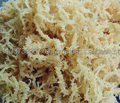 Eucheuma Cottonii/Alga Marina 2024 - Product Image 4