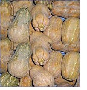 Citrouille fraîche Viet png, au meilleur prix, - Product Image 2