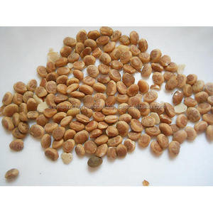 Huile de support d'huile essentielle Chironji naturelle certifiée biologique sous forme liquide - Product Image 5