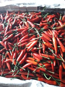 Chiles Rojos Orgánicos de Vietnam, Vegetales Frescos Congelados, Pimientos Picantes de 4-6 cm, Picantes Naturales, Selección Cuidadosa, Calidad Superior, Venta al Por Mayor - Product Image 6